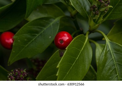 Common Holly Or English Holly