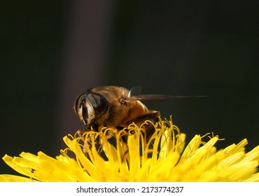 Common Honey Bee collecting Dandelion pollen on a wild meadow in the Canadian Rockies.  This biologically invasive species, like the Dandelion, came to North America from Europe with settlers.