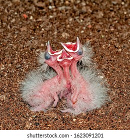 Common Hoopoe Chicks At Nest Calling For Food