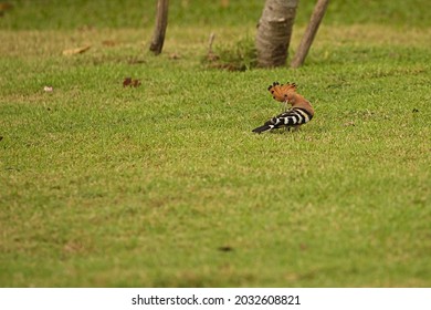 A Common Hoopoe (Upupa Epops) Displays It's 