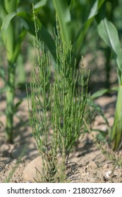 Common Horsetail (Equisetum Arvense) As Weed In A Corn Field.