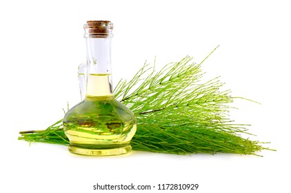 Common Horsetail Medicinal Herb Plant With Distilled Essential Oil Extract And Infusion In A Glass Jug. Also Equisetum Arvense. Isolated On White Background.