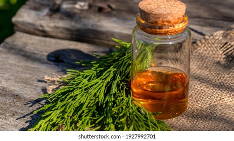 Common Horsetail Medicinal Herb Plant with Distilled Essential Oil Extract and Infusion in a Glass Jug. Also Equisetum Arvense. Isolated on White Background.