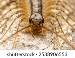 common house centipede in the wild state