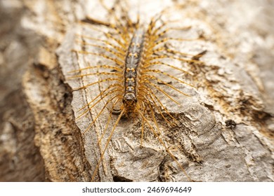 common house centipede in the wild state - Powered by Shutterstock