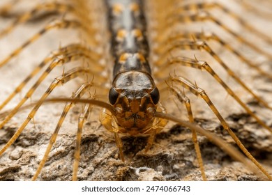 common house centipede in the wild state