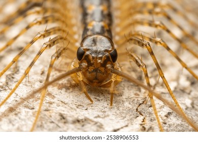 common house centipede in the wild state - Powered by Shutterstock