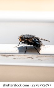 Common house fly in habitable environments located in an open background in the spring 