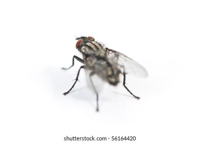 A Common House Fly, Isolated On White.