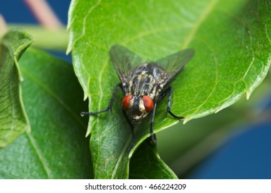 Common house fly (Musca domestica)

