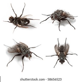 Common House Fly (Musca Domestica) Isolated On White Background.