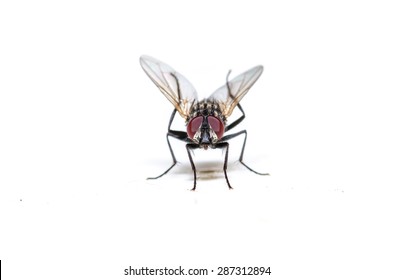 Common house fly on white table