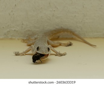 Common house gecko eating carpenter bee on the ceiling at night. A stunning photograph of a common house gecko captured using artificial light. House lizard eating the insects.