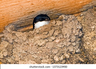 Common House Martin