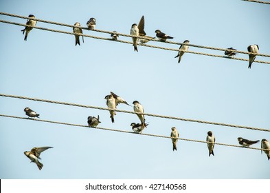 The Common House Martin