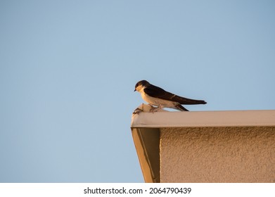 Common House Martin On The Roof