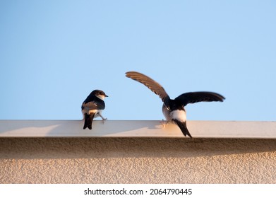 Common House Martin On The Roof