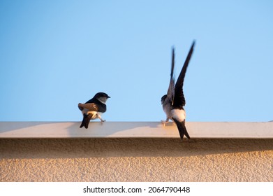 Common House Martin On The Roof