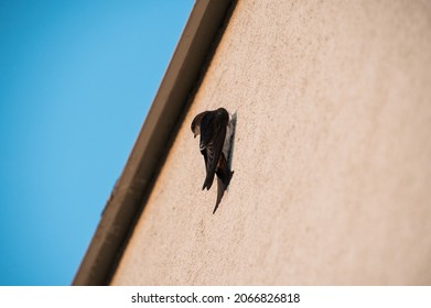 Common House Martin On The Wall