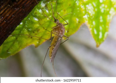 641 Common house mosquito Images, Stock Photos & Vectors | Shutterstock