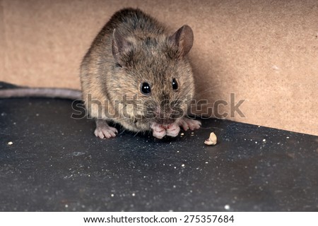 Common house mouse  (Mus musculus) gnaws grain