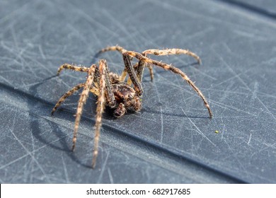 Common House Spider Becoming Active