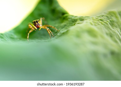 Common House Spider On The Leaves