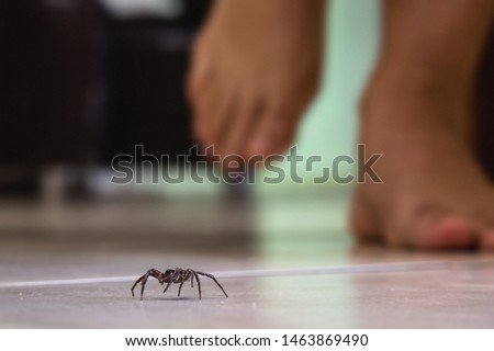 common house spider on a smooth tile floor seen from ground level in a floor in a residential home