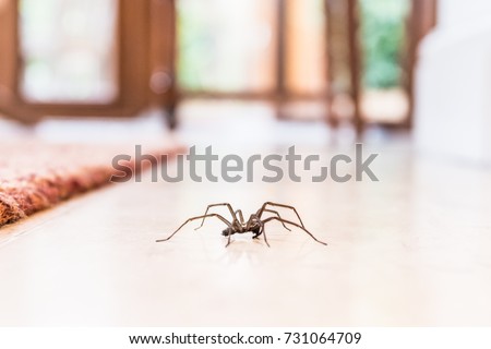 common house spider on a smooth tile floor seen from ground level in a kitchen in a residential home