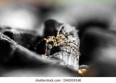 Common House Spider On The Wall
