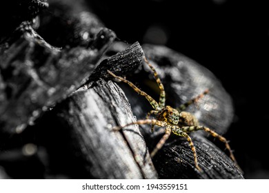 Common House Spider On The Wall
