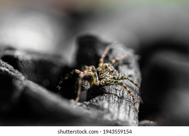 Common House Spider On The Wall
