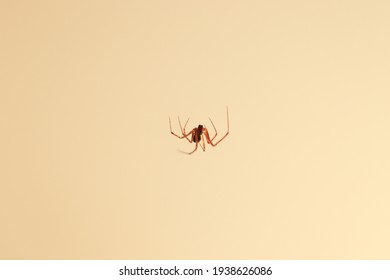 Common House Spider On Web