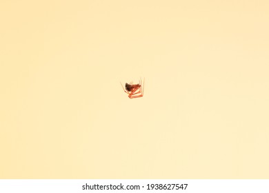 Common House Spider On Web