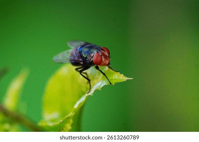 Common Housefly (Flies) Perched on Leaves in Grass Leaves. Exotic Drosophila Fly Diptera Parasitic Insects on Green Leaf Macro                          