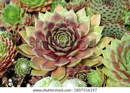 The common houseleek, Sempervivum tectorum, also known as hens and chicks, grouped together