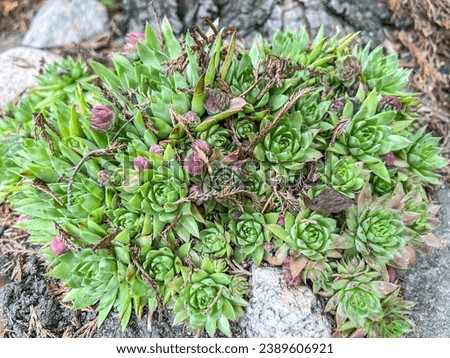 Common houseleek (Sempervivum tectorum) is a species of flowering plant in the family Crassulaceae, native to the mountains of southern Europe.