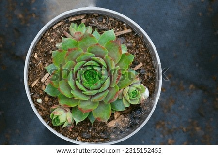 Common houseleek succulent plant rosette in the pot. Eco lifestyle concept. Dark background