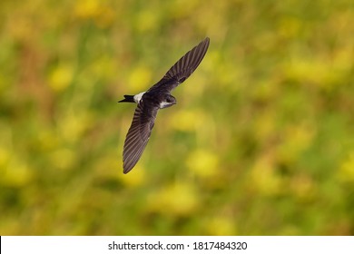 Common House-Martin - Delichon urbicum black and white flying bird eating and hunting insects, also called northern house martin, swallow family, breeds in Europe, north Africa and the Palearct.