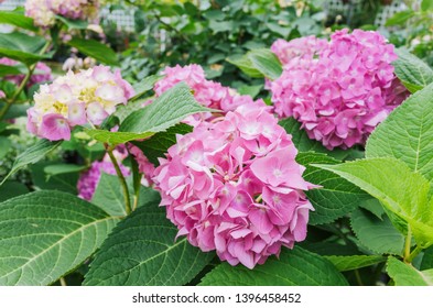 Common hydrangea in the botanical garden. A bush of pink hydrangea blooms in the summer season. Artistic natural background.