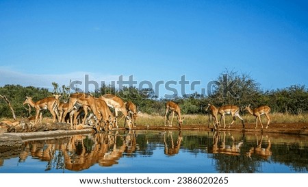 Common Impala group drinking front view in waterhole in Kruger National park, South Africa ; Specie Aepyceros melampus family of Bovidae