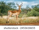 Common Impala horned male full frame ground level in Kruger National park, South Africa ; Specie Aepyceros melampus family of Bovidae