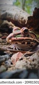  Common Indian Bull Frog Photo