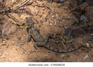 Common Indian Lizard Climbing A Tree In The Kanha Earth Lodge Grounds, India