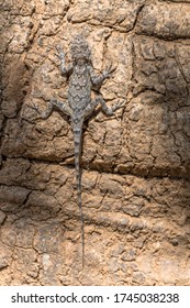 Common Indian Lizard Climbing A Tree In The Kanha Earth Lodge Grounds, India