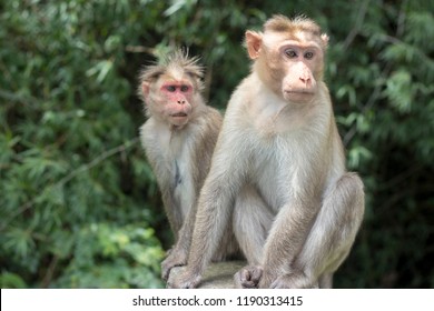 Two Monkeys Sitting On Bridge Akward Stock Photo (Edit Now) 1765415759