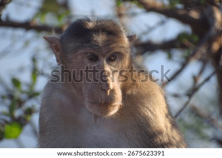 Common Indian Monkey (Rhesus Macaque) face