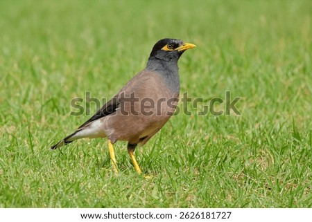 A common or Indian myna (Acridotheres tristis) walking on green grass
