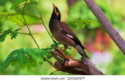 Common Indian Myna Sitting On A Tree Bark