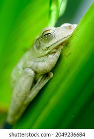 Common Indian Tree Frog Sleeping On The Turmeric Plant Leaves Close Up,